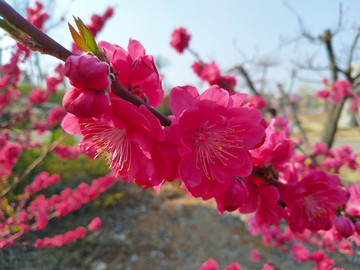 桃花盛開(kāi)