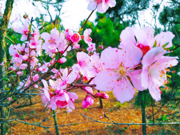 粉色桃花