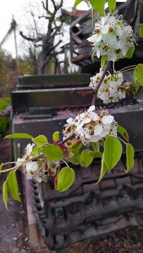 梨花