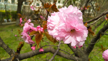 櫻花