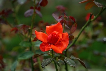 紅色玫瑰花