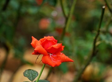 紅色玫瑰花
