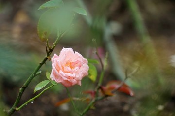 粉紅色玫瑰花