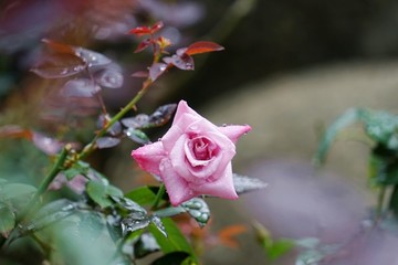 粉紅色玫瑰花
