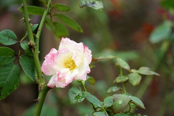 粉紅色玫瑰花