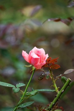 粉紅色玫瑰花