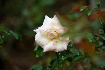 粉紅色玫瑰花
