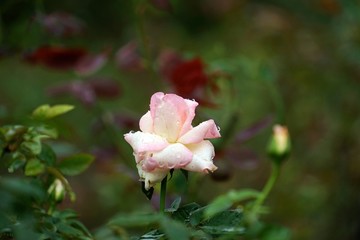 粉紅色玫瑰花