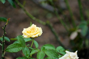 黃色玫瑰花