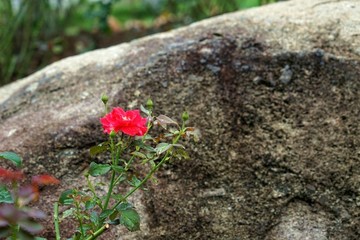 玫瑰花石頭
