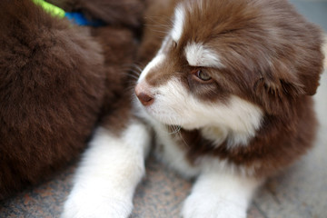 一只阿拉斯加犬