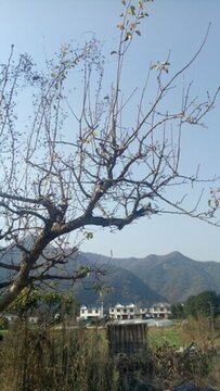 野生蜂蜜桶