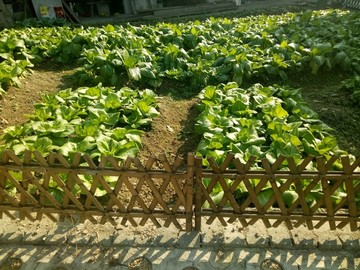 農(nóng)家菜地