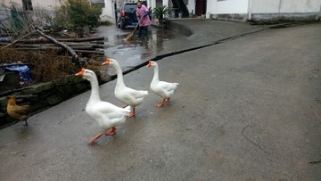 大白鵝