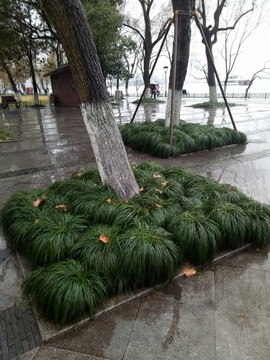 樹根裝飾