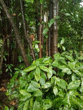 綠化