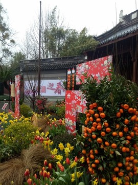 迎春裝飾