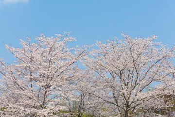 日本櫻花