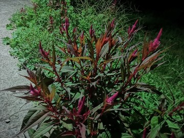 雞冠花