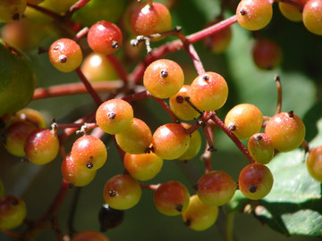 莢蒾紅色果實(shí)
