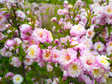 公園花草