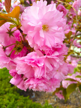 櫻花