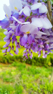 紫藤花