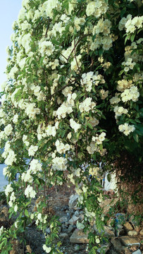 薔薇