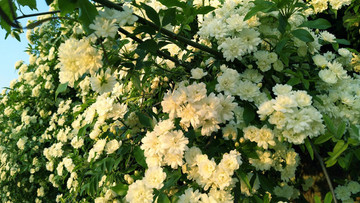 薔薇花
