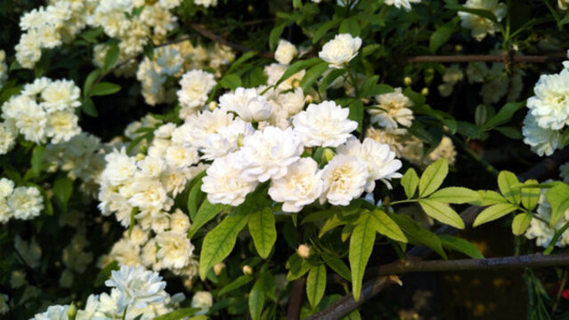 公園花草
