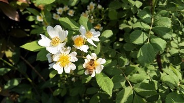 蜜蜂與花