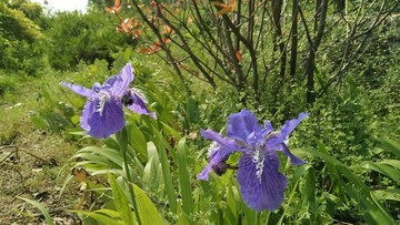 花草