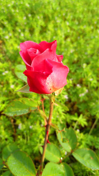 月季花
