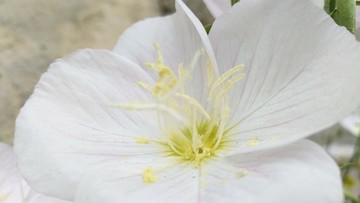 花蕊