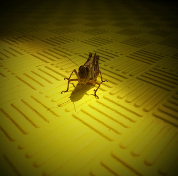 蝗蟲