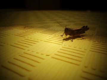 蝗蟲