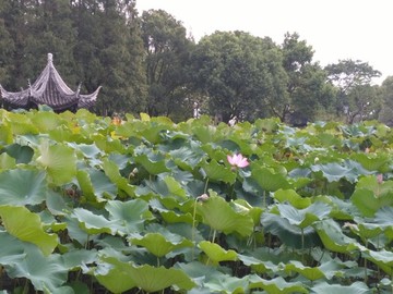 亭林公園