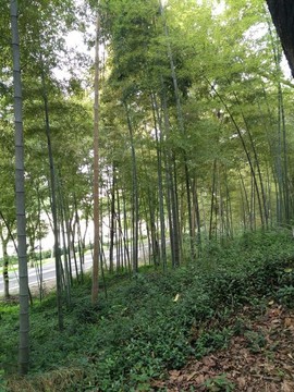 亭林公園竹林