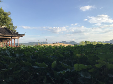 荷葉