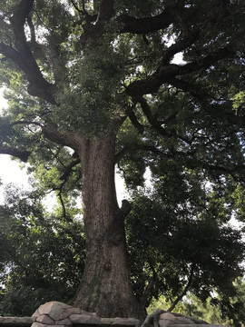 樟樹