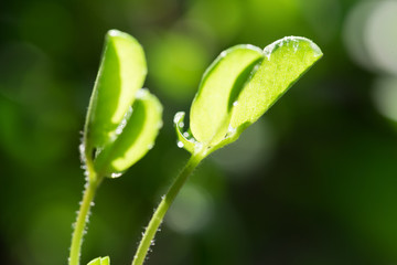 花生發(fā)芽