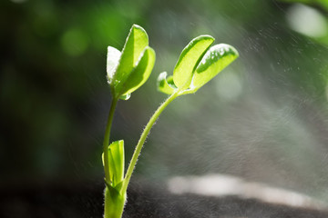 花生發(fā)芽