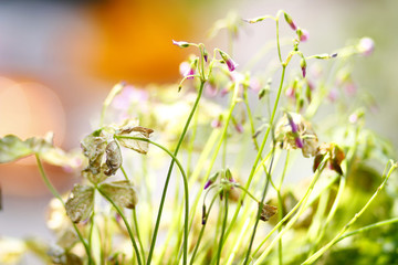 小花