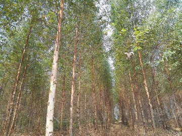 樹林