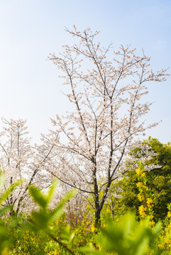 櫻花樹(shù)