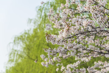 櫻花樹