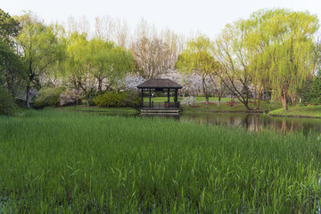 湖泊風光