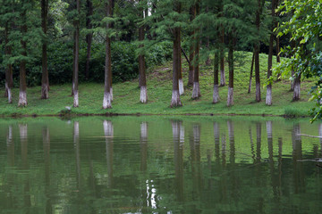 樹(shù)林湖