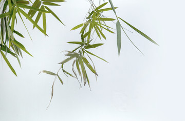 竹葉