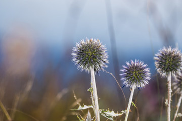 藿香薊花球